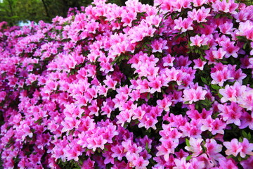 美しい満開のつつじ