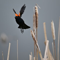 Red winged blackbird in the wild