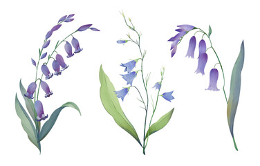bellflower, bluebell, harebell