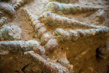 Turritella (spiral cones)  fossils in limestone found in Sardinia, Italy