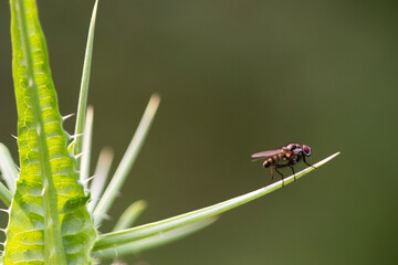 Fly on a leaf, Sardinia, Italy.