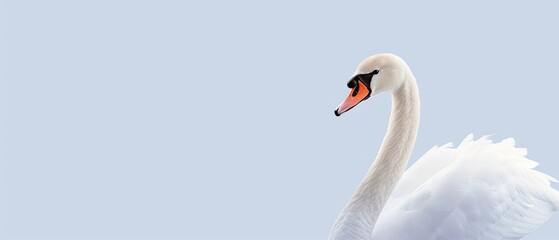 Fototapeta premium Gentle swan with blank copyspace on a pastel blue background