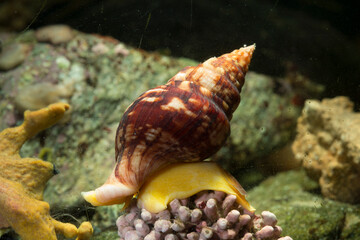 Sea Snail, Buccinulim corneum, Euthria cornea, crawling along rockshowing syphon and eye....