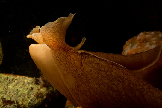 Mottled sea hare or Sooty sea hare (Aplysia fasciata) in Mediterranean Sea