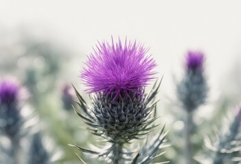 background olated thistle white watercolor realistic illustration style scotch
