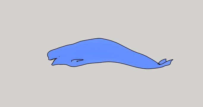 Beluga whale swimming in line art animation on a grey background in 4k and HD, aquatic life, black outline