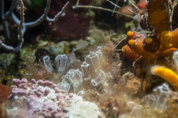 colony of Lightbulb sea squirt (Clavelina lepadiformis) Sardinia, Italy