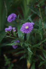 Purple flowers in the garden