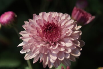 Closeup aster flowers with bokeh background