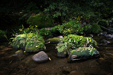 Rocks cover by moss and plants blooming beautiful in the middle of river, nearby the hiking trail, in New Taipei City, Taiwan.