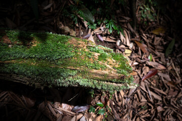Close up of rotten wood cover by moss, and sunlight shines on it, in New Taipei City, Taiwan.