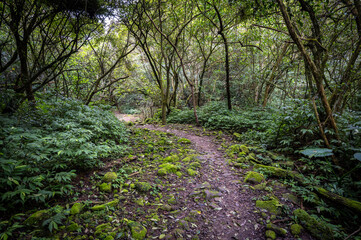 mountain trail hidden in the forest, with fern and moss by the side, in New Taipei City, Taiwan.
