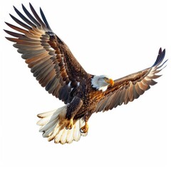 Obraz premium a bald eagle flying through the air with its wings spread