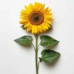 a yellow sunflower with green leaves on a white background