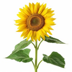 a sunflower with a stem and leaves in a vase