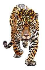 Naklejka premium Jaguar, Panther, front view, isolated on white, shadow. The same over black 