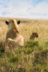 Lion cub looking away from mom