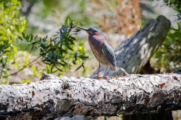 Green heron sitting on a fallen tree at a nature park on Jeckle Island, Georgia.