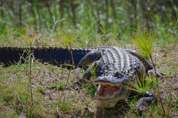 Obraz premium American Alligator guarding her brood on a canal on Jekyll Island, Georgia.
