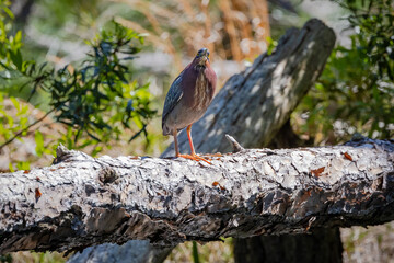 Green heron sitting on a fallen tree at a nature park on Jeckle Island, Georgia.