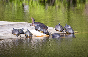 Mud Turtles basking in the sunlight on Jeckle Island.