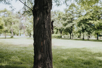 Obraz premium A serene image capturing the details of a tree trunk in focus with a blurry, lush green park setting in the background, evoking peace and natural beauty.