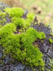 moss on tree in wet forest