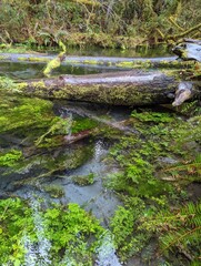 clear river in the forest