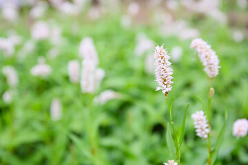 botanical background of bistort in bloom, sunny early summer day
