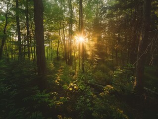 Fototapeta premium morning in the forest