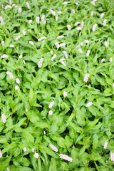 botanical background of bistort in bloom, sunny early summer day