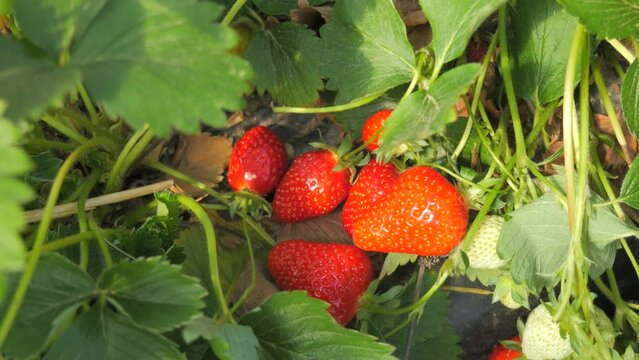 Ripe red strawberries and young green ones in green leaves in a greenhouse on a strawberry field