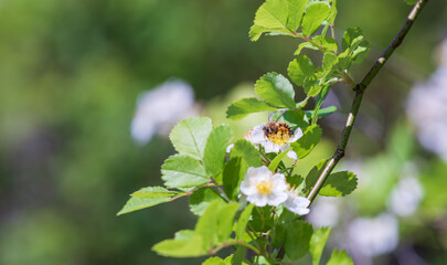 A small white flowers and bee found in the park. Baby brier, wild Rose, Rosa multiflora
