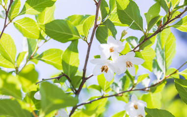 Bell-shaped white flowers that bloom downwards. snow bell,  snow berry