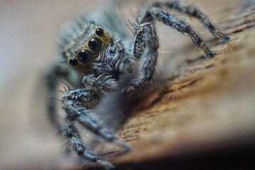 a small spider with big eyes
