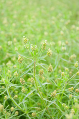 botanical background of sand plantain in bloom
