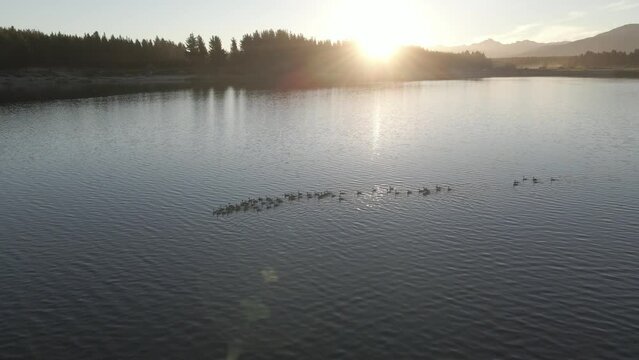 Aves acuaticas en Laguna La Zeta