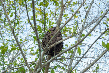 Nests of wasps or hornets built on tree branches.
