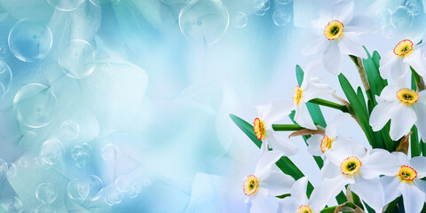 Bouquet of   white daffodil flowers. Floral spring background. Close-up. Nature.