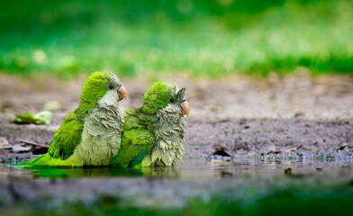 Two Monk Parakeet Bathing - Cotorras argentinas bañándose