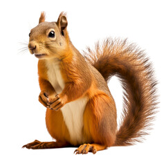 Obraz premium A cute red squirrel with bushy tail, standing on all fours, looking directly at the camera.