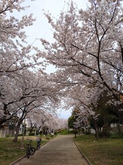 大阪市　淀川区　十八条公園の桜並木でお花見