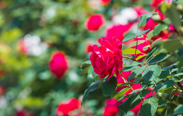 background, backgrounds, beautiful, beauty in nature, bloom, blossom, flower, flowering tree, full bloom, garden, green, green color, in bloom, leaf, nature, ornamental, ornamental plant, outdoor, out