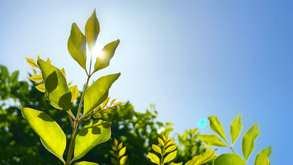 新緑の初夏の木洩れ日　若葉と太陽の光