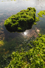 green moss on the rocks ; seaweed on the rocks ; beautiful indonesian archipelago ; nature texture ; rocky texture