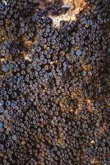 Small creature on the sea ; bubble forming in the sea ' unknown creature from the sea
