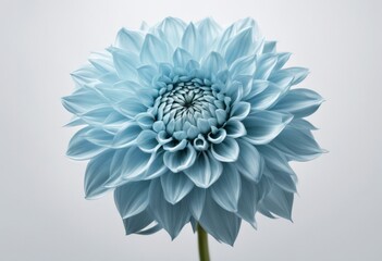 background dahlia flower design shaggy path olated light flower white big clipping blue closeup