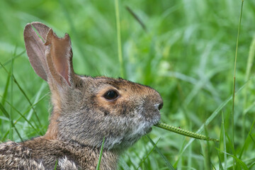 Fototapeta premium Swamp rabbit (Sylvilagus aquaticus) feeding in the grass, close up, Texas, USA.