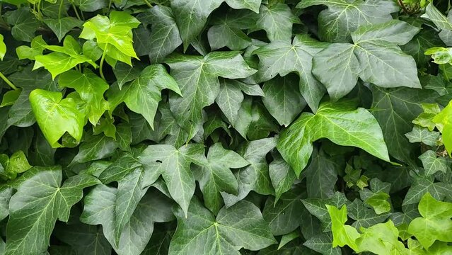 Full frame background with a natural fence of ivy green leaves. A green leaves swaying in the wind.