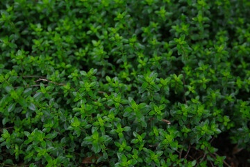 botanical background of thyme plant